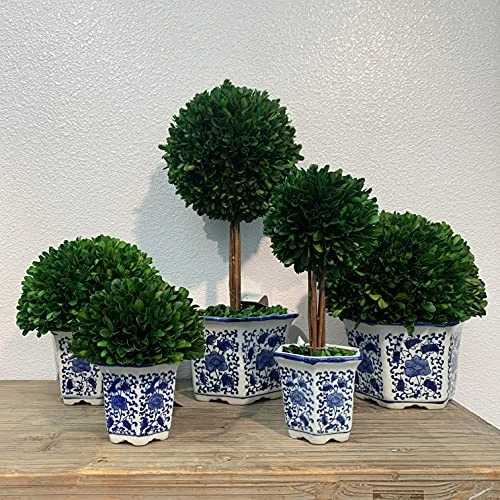 Galt International 7" Preserved Natural Boxwood In Ceramic Pot - Plant And Table Centerpiece - Stunning Greenery And Plant Decor For Home - Blue & White (Small 7" Tall Topiary) 4 Galt International 7" Preserved Natural Boxwood In Ceramic Pot - Plant And Table Centerpiece - Stunning Greenery And Plant Decor For Home - Blue & White (Small 7" Tall Topiary) - Image 2